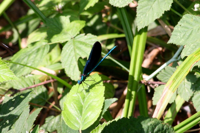 Calopteryx?